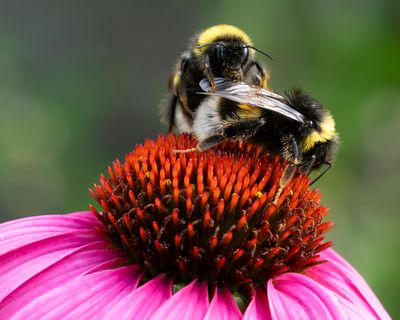 AARDHOMMEL - Bombus terrestris - BUFF-TAILED BUMBLEBEE
