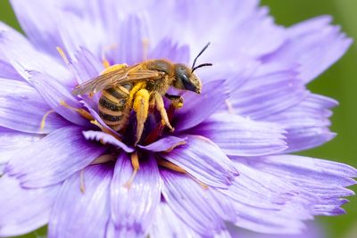 BREEDBANDGROEFBIJ - Halictus scabiosae - GREAT BANDED FURROW BEE