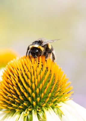 AARDHOMMEL - Bombus terrestris - BUFF-TAILED BUMBLEBEE