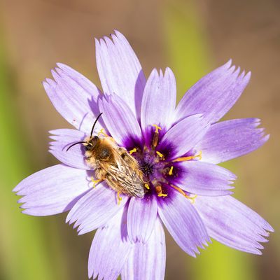 PLUIMVOETBIJ - Dasypoda hirtipes - PANTALOON BEE