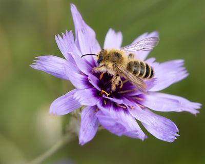 PLUIMVOETBIJ - Dasypoda hirtipes - PANTALOON BEE