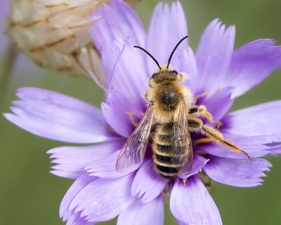 PLUIMVOETBIJ - Dasypoda hirtipes - PANTALOON BEE
