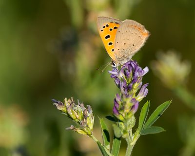 KLEINE VUURVLINDER - Lycaena phlaeas - SMALL COPPER