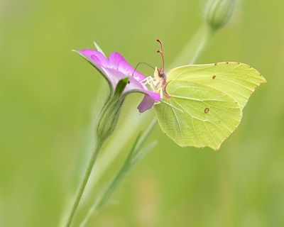 CITROENVLINDER - Gonepteryx rhamni - BRIMSTONE 