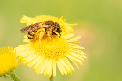 BREEDBANDGROEFBIJ - Halictus scabiosae - GREAT BANDED FURROW BEE