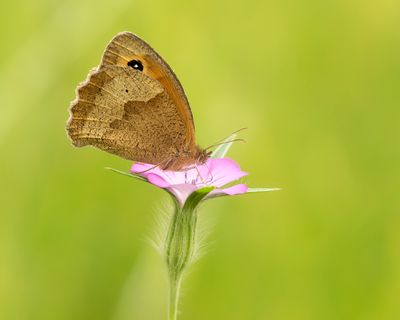 BRUIN ZANDOOGJE - Maniola jurtina - MEADOW BROWN