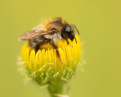 AKKERHOMMEL - Bombus pascuorum - COMMON CARDER BUMBLEBEE