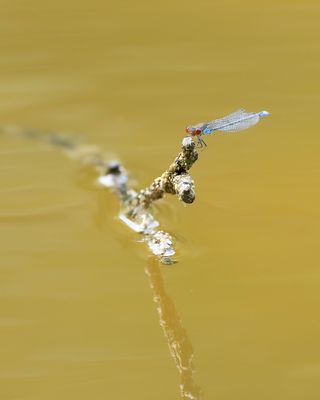 KLEINE ROODOOGJUFFER - Erythromma viridulum - SMALL REDEYE