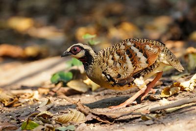 BAR-BACKED PARTRIDGE - Arborophila brunneopectus - BRUINBORSTBOSPATRIJS - TORQUÉOLE Á POITRINE BRUNE