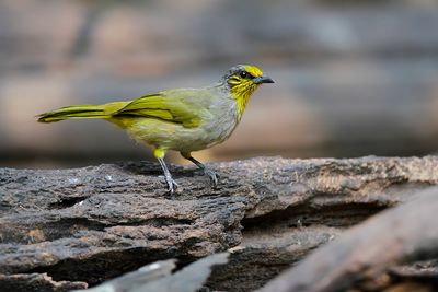 STRIPE-THROATED BULBUL - Pycnonotus finlaysoni - VLEKKEELBUULBUUL - BULBUL DE FINLAYSON'''''.jpg