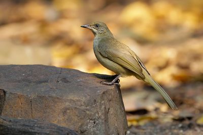 STREAK-EARED BULBUL - Pycnonotus conradi - CONRAD'S BUULBUUL - BULBUL DE CONRAD