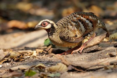 BAR-BACKED PARTRIDGE - Arborophila brunneopectus - BRUINBORSTBOSPATRIJS - TORQUÉOLE Á POITRINE BRUNE