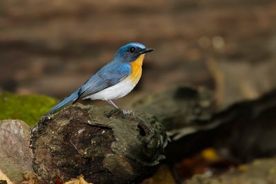 TICKELL'S BLUE FLYCATCHER - Cyornis tickelliae - TICKELLS NILTAVA - GOBEMOUCHE DE TICKELL