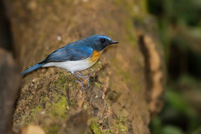 TICKELL'S BLUE FLYCATCHER - Cyornis tickelliae - TICKELLS NILTAVA - GOBEMOUCHE DE TICKELL