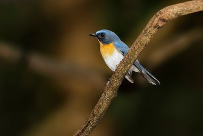 TICKELL'S BLUE FLYCATCHER - Cyornis tickelliae - TICKELLS NILTAVA - GOBEMOUCHE DE TICKELL