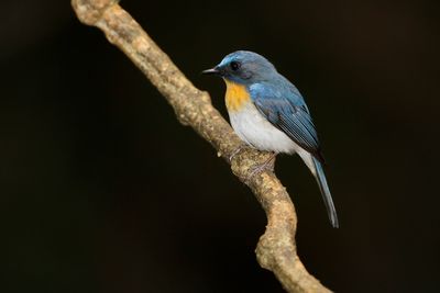 TICKELL'S BLUE FLYCATCHER - Cyornis tickelliae - TICKELLS NILTAVA - GOBEMOUCHE DE TICKELL