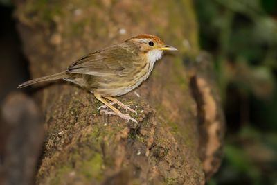 PUFF-THROATED BABBLER - Pellorneum ruficeps - GEVLEKTE JUNGLETIMALIA - AKALAT Á POITRINE TACHTÉE