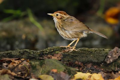 PUFF-THROATED BABBLER - Pellorneum ruficeps - GEVLEKTE JUNGLETIMALIA - AKALAT Á POITRINE TACHTÉE