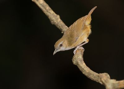 ABBOTT'S BABBLER - Malacocincla abbotti - ROODSTAARTMUISTIMALIA - AKALAT D'ABBOTT