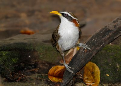 WHITE-BROWED SCIMITAR-BABBLER - Pomatorhinus schisticeps - WITBRAUWKRUIPLIJSTER - Pomatorhin à tête ardoise