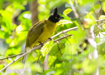 BLACK-CRESTED BULBUL - Rubigula flaviventris - ZWARTKUIFBUULBUUL - BULBUL À HUPPE NOIRE
