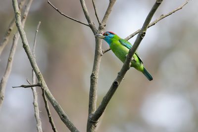 BLUE-THROATED BARBET - Psilopogon asiaticus - BLAUWKEELBAARDVOGEL - BARBU À GORGE BLEUE