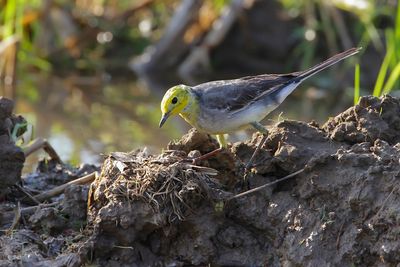 CITRINE WAGTAIL - Motacilla citreola - CITROENKWIKSTAART - BERGERONNETTE CITRINE