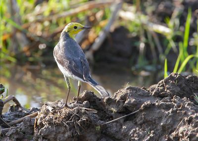CITRINE WAGTAIL - Motacilla citreola - CITROENKWIKSTAART - BERGERONNETTE CITRINE
