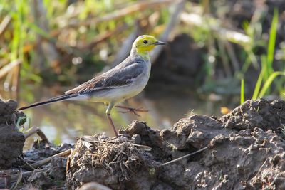 CITRINE WAGTAIL - Motacilla citreola - CITROENKWIKSTAART - BERGERONNETTE CITRINE
