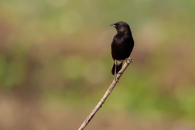 PIED BUSHCHAT - Saxicola caprata - ZWARTE ROODBORSTTAPUIT - TARIER PIE