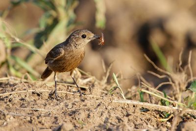 PIED BUSHCHAT - Saxicola caprata - ZWARTE ROODBORSTTAPUIT - TARIER PIE