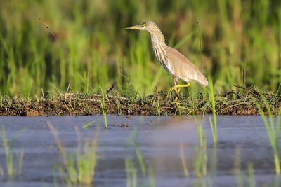 CHINESE POND HERON - Ardeola bacchus - CHINESE RALREIGER - CRABIER CHINOIS