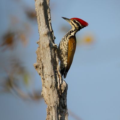 COMMON FLAMEBACK - Dinopium javanense - JAVAANSE GOUDRUGSPECHT - PIC À DOS ROUGE