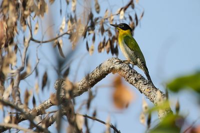 BLACK-HEADED WOODPECKER - Picus erythropygius - ZWARTKOPSPECHT - ¨PIC À TÊTE NOIRE