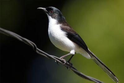BLACK-BACKED SIBIA - Heterophasia melanoleuca - EKSTERSIBIA - GARRULAXE À TÊTE NOIRE