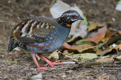 RUFOUS-THROATED PARTRIDGE - Arborophila rufogularis - ROODKEELBOSPATRIJS - TORQUÉOLE À GORGE ROUSSE-