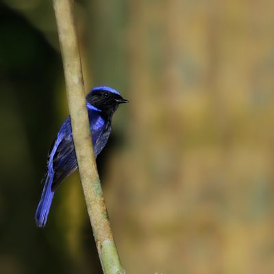LARGE NILTAVA - Niltava grandis - KOBALTNILTAVA - GRAND GOBEMOUCHE