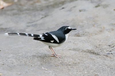 SLATY-BACKED FORKTAIL - Enicurus schistaceus - GRIJSRUGVORKSTAART - ÉNICURE ARDOISÉ