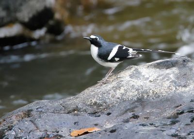 SLATY-BACKED FORKTAIL - Enicurus schistaceus - GRIJSRUGVORKSTAART - ÉNICURE ARDOISÉ