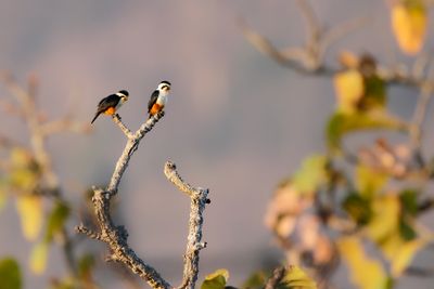 COLLARED FALCONET - Microhierax caerulescens - ROODBROEKDWERGVALK - FAUCONNET À COLLIER