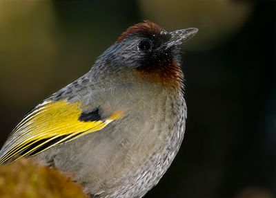 SILVER-EARED LAUGHINGTHRUSH - Trochalopteron melanostigma - ZILVEROORLIJSTERGAAI - GARRULAXE DE BLYTH