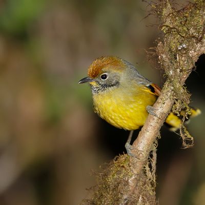 CHESTNUT-TAILED MINIA - Actinodura strigula - ORNAATMINLA - ACTINODURE À GORGE STRIÉE