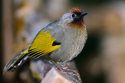 SILVER-EARED LAUGHINGTHRUSH - Trochalopteron melanostigma - ZILVEROORLIJSTERGAAI - GARRULAXE DE BLYTH