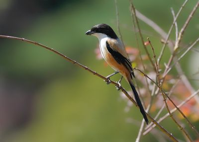 LONG-TAILED SHRIKE - Lanius schach - LANGSTAARTKLEUWIER - PIE-GRIÈCHE SCHACH