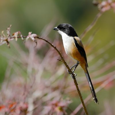 LONG-TAILED SHRIKE - Lanius schach - LANGSTAARTKLEUWIER - PIE-GRIÈCHE SCHACH