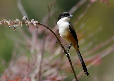 LONG-TAILED SHRIKE - Lanius schach - LANGSTAARTKLEUWIER - PIE-GRIÈCHE SCHACH