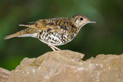 WHITE'S THRUSH - Zoothera aurea - GOUDLIJSTER - GRIVE D'ORÉE