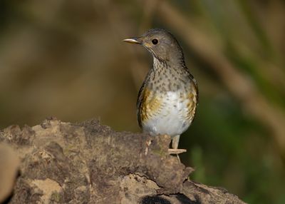 JAPANESE THRUSH - Turdus cardis - ZWARTKAPLIJSTER - MERLE DU JAPON