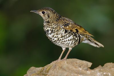 WHITE'S THRUSH - Zoothera aurea - GOUDLIJSTER - GRIVE D'ORÉE