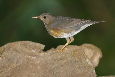JAPANESE THRUSH - Turdus cardis - ZWARTKAPLIJSTER - MERLE DU JAPON